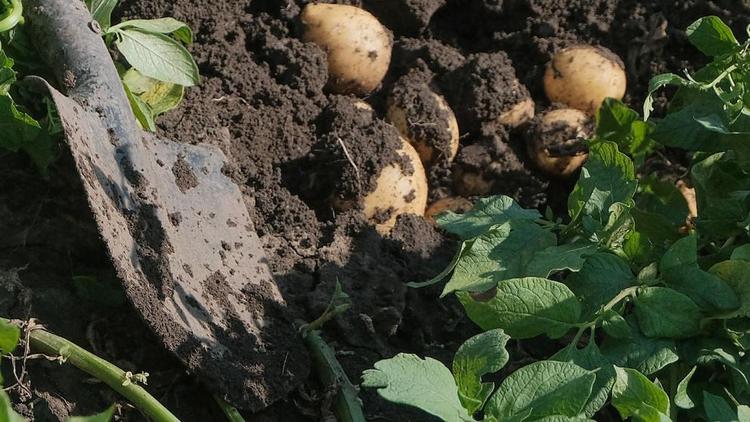 На Ставрополье началась заготовка картофеля