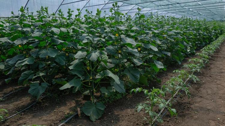 Урожай тепличных овощей на Ставрополье вырос на 10 процентов
