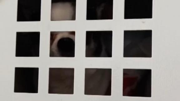 В шкафчик одного из магазинов в Ставрополе посадили собаку