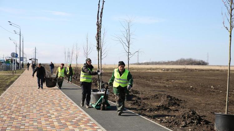 На проспекте Российском в Ставрополе высадят более 100 деревьев
