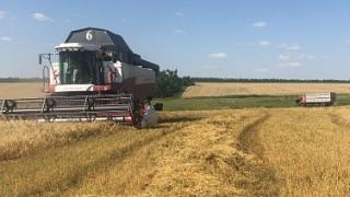 В Андроповском муниципальном округе Ставрополья убрали почти треть зерновых