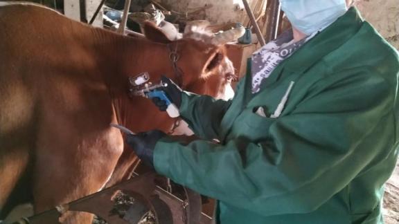 В Туркменском районе Ставрополья ветеринары обследовали животных на бруцеллёз