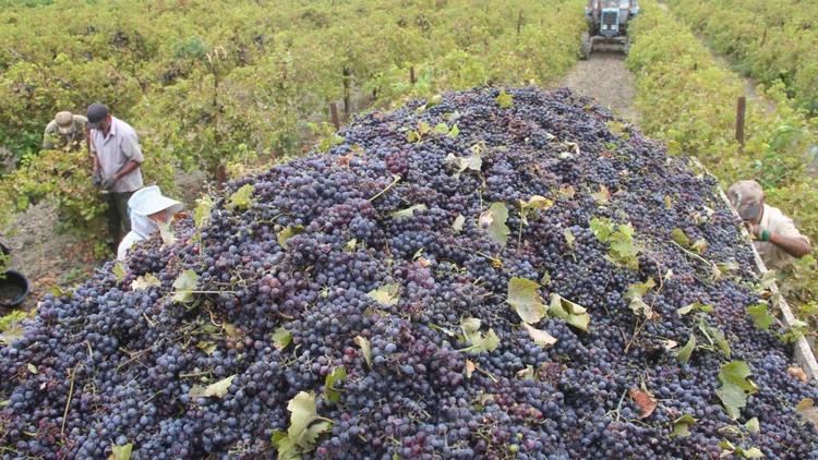 Аграрии Ставрополья отправили на переработку 27 тысяч тонн винограда