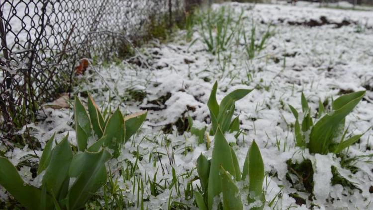 Заморозки и снег пришли на Ставрополье весной