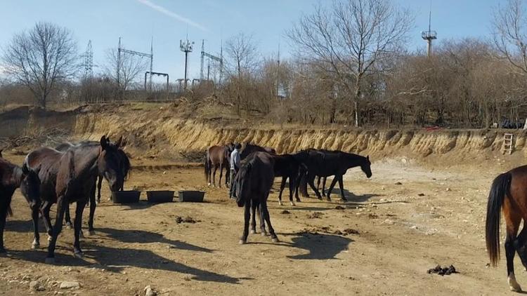 Хозяина пасущихся в центре Кисловодска лошадей оштрафуют на 50 тысяч рублей
