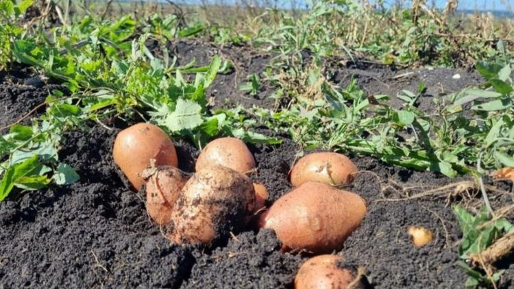 В Предгорном округе Ставрополья собирают картофель