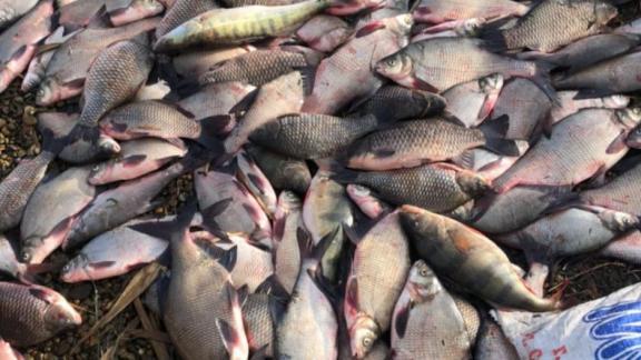 Мужчины незаконно выловили сетями более 140 рыб из водоёма на Ставрополье