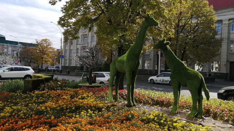 Более 550 деревьев высадят в районах Ставрополя в 2022 году