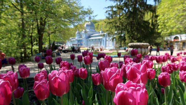 Более 100 тысяч тюльпанов высадят в Железноводске весной