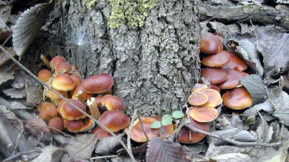 Жители Дивного собирают в лесу мартовский урожай грибов