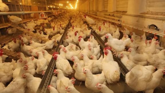 Объемы экспорта мяса птицы Ставрополья в этом году выросли более чем в два раза
