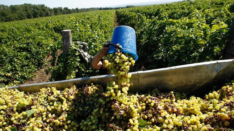 На Ставрополье из-за тёплого сентября виноград стал слаще