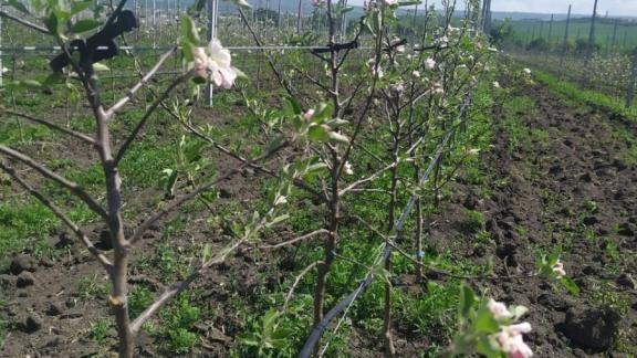 На Ставрополье заложили 135 гектаров яблоневых садов суперинтенсивного типа