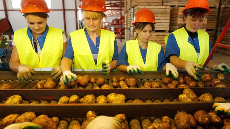 В Предгорном округе Ставрополья пройдёт картофельный фестиваль