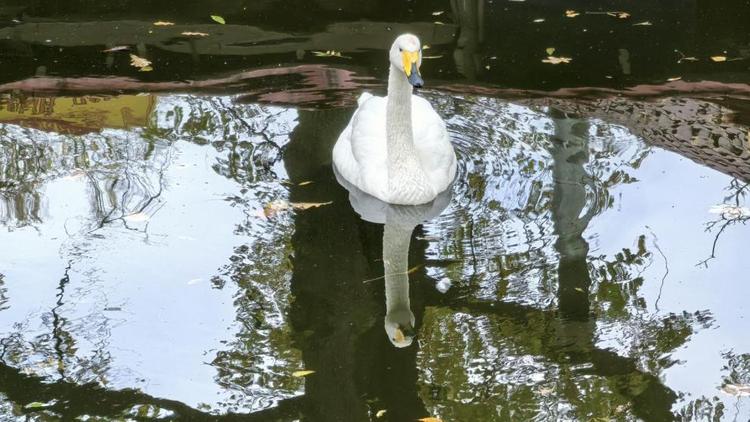 Лебеди из Центрального парка Ставрополя вернулись в зимний дом