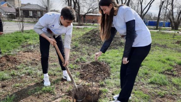 На Ставрополье высадили более 150 тысяч деревьев