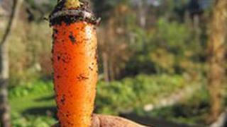Найти обручальное кольцо через 16 лет помогла... морковка