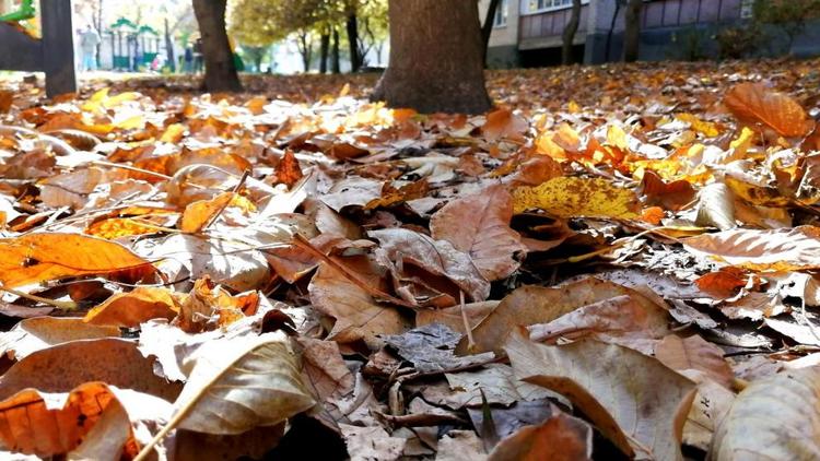 Специалисты в Кисловодске объяснили, почему листья каштана рано желтеют