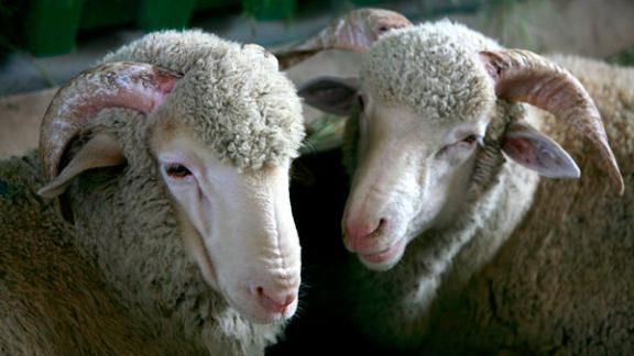 На Ставрополье овцекрады приговорены к лишению свободы