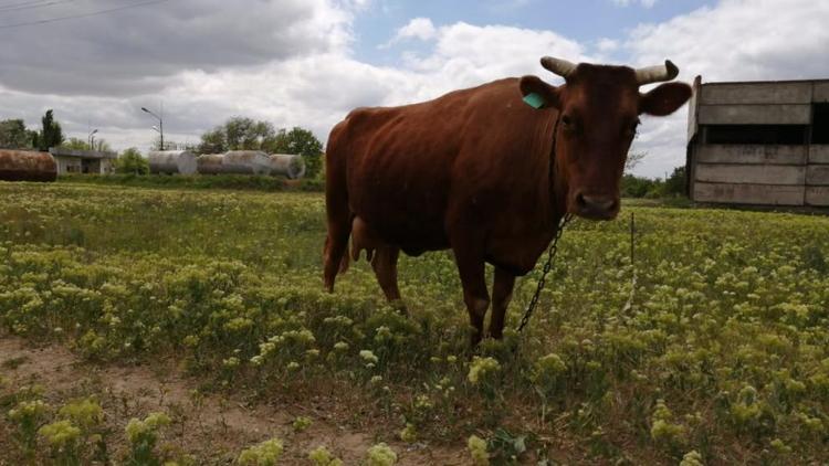 В Красногвардейском округе корову вытащили тросом из подвала