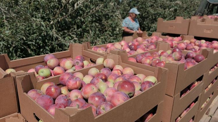 В Кочубеевском округе Ставрополья начался сбор яблок