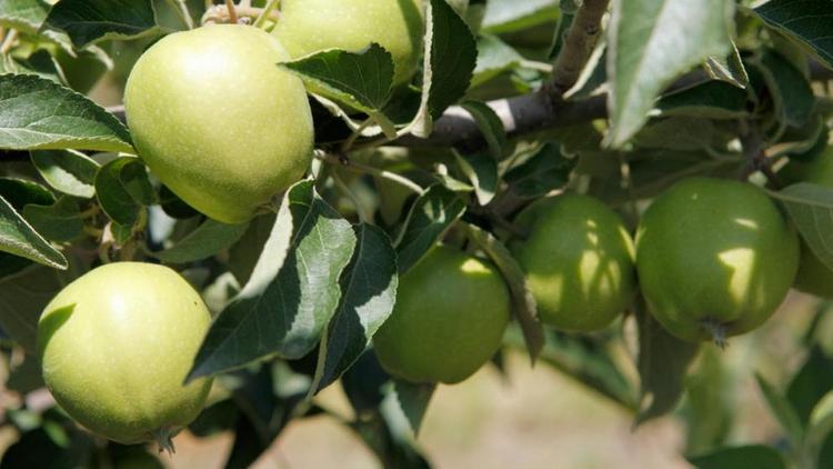 Урожай яблок на Ставрополье в ближайшие годы вырастет на порядок