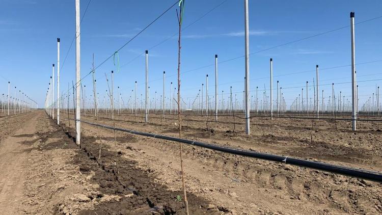 В Курском округе Ставрополья высадили 20 гектаров саженцев нектарина