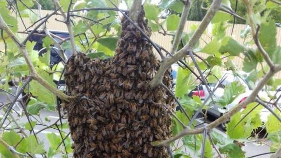В северо-западном районе Ставрополя пчелиный рой облепил дерево