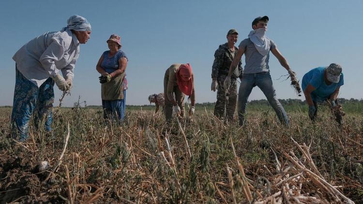 Фермеры Труновского округа Ставрополья приступили к уборке овощей