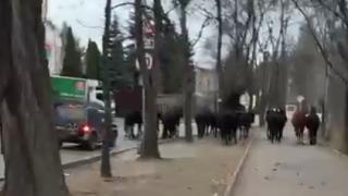В Кисловодске арестовали 18 лошадей
