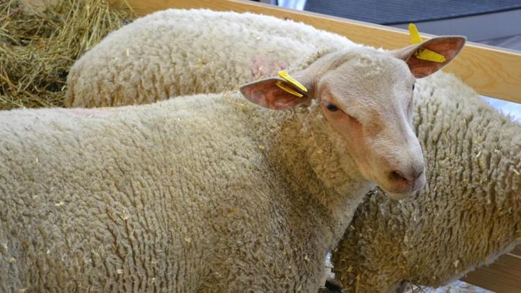 На Ставрополье объём господдержки овцеводства за три года превысил 500 млн рублей
