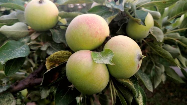 Урожай яблок собирают на Ставрополье участники эксперимента «10 соток»