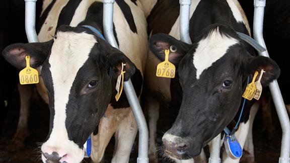 Около 3 тысяч коров завезены в хозяйства Ставрополья