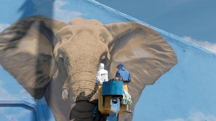«Живого» слона «поселят» в многоэтажном доме в Солнечнодольске