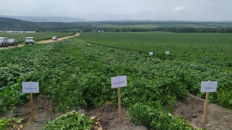 На Ставрополье популяризируют сорта картофеля отечественной селекции