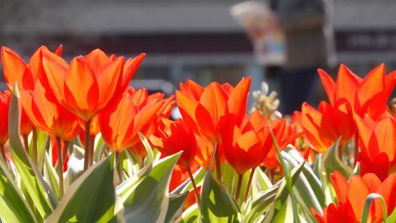 Осенью в Железноводске высадят 137 тысяч тюльпанов
