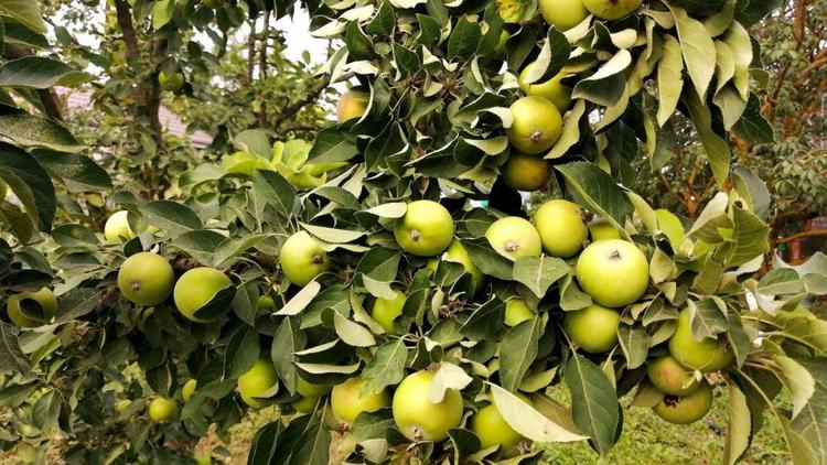 Владимир Владимиров призвал земляков поддержать ставропольские яблоки в конкурсе «Вкусы России»