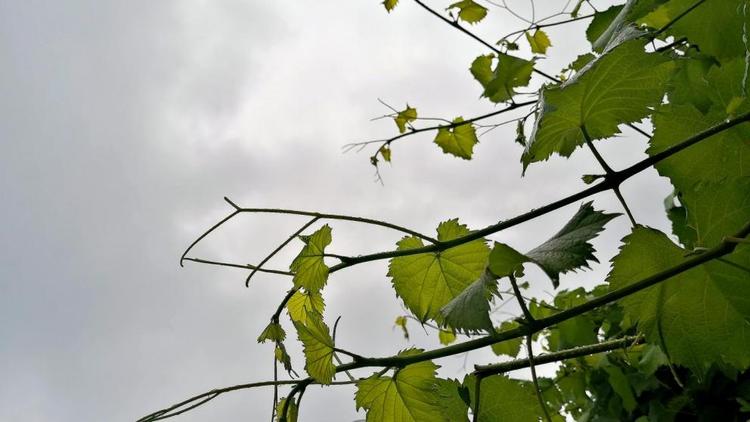 Ещё 250 гектаров виноградной лозы планируют посадить на Ставрополье