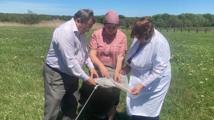 В Предгорном округе Ставрополья начались межрегиональные обследования полей по саранче