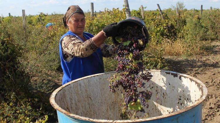 Сбор технических и столовых сортов винограда продолжается на Ставрополье
