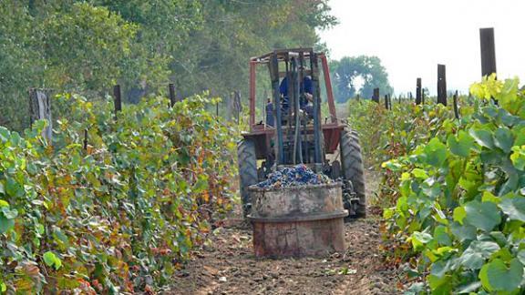 Перспективы виноградарства Ставрополья обсудили в минсельхозе края
