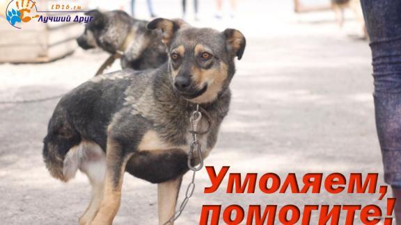 Что происходит в ставропольском приюте для животных «Лучший друг»?