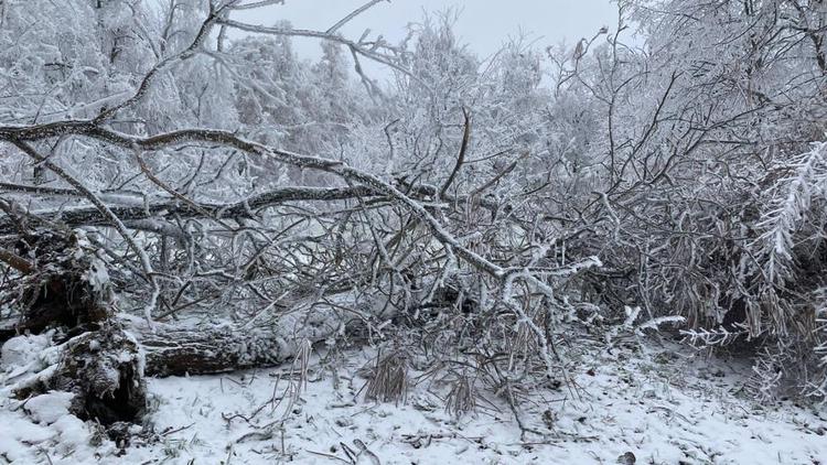 Упавшие деревья в Железноводске направят на благотворительность