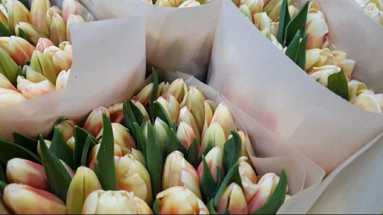 В ставропольском хуторе к 8 марта вырастили 2,5 миллиона тюльпанов
