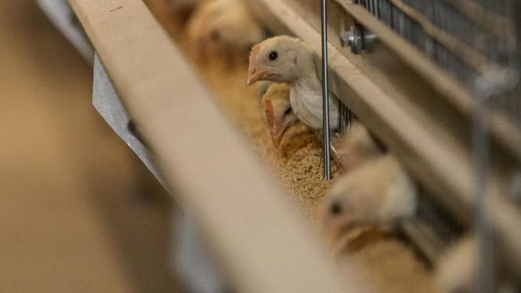 На Ставрополье новая птицефабрика будет производить до 200 млн куриных яиц ежегодно