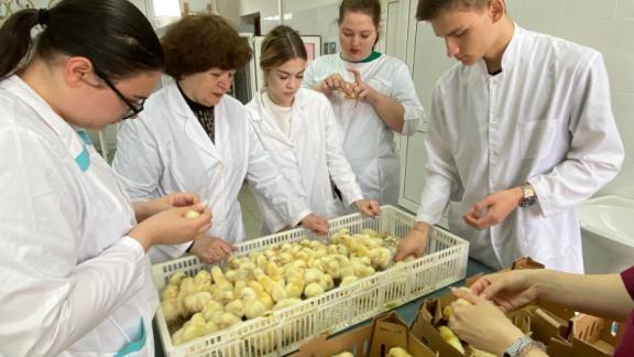 Студенты-аграрии Ставрополья осваивают импортозамещение в птицеводстве