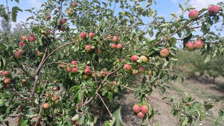 Более чем в два раза вырос урожай яблок на Ставрополье