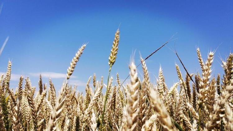 Губернатор Владимиров: Аграрии Ставрополья собрали первый миллион тонн зерна