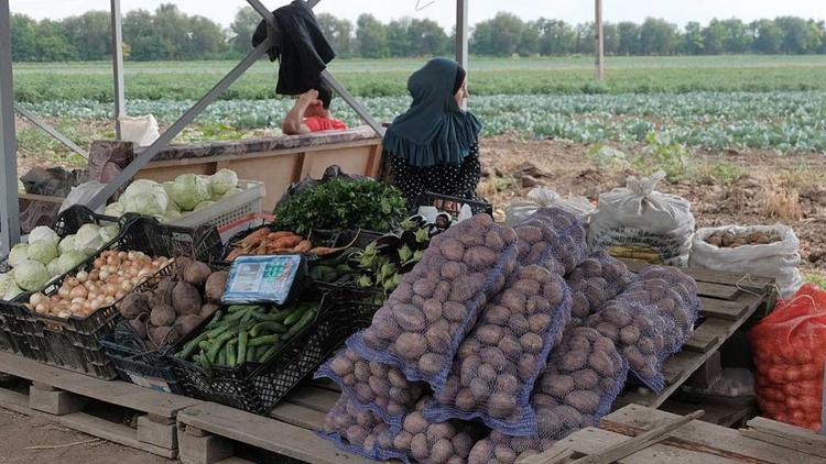 Производство овощей увеличат в Ставропольском крае