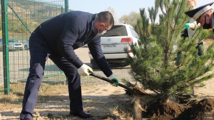 В Кисловодске на территории ФОКа высадили 45 сосен
